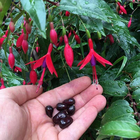 Fuchsia regia 'Regal' - Vente Fuschia à fruits comestibles
