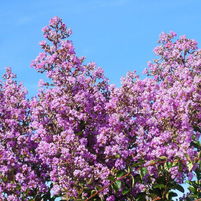 Lagerstroemia indica 'Violacea' - Vente Lilas des Indes violette