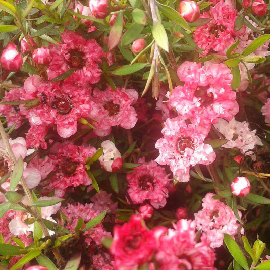 Leptospermum scoparium 'Coral Candy' - Vente Faux myrtes rose - Arbre à thé  - Manuka