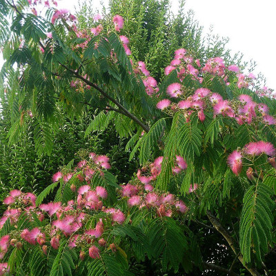 Arbre à soie - Albizia julibrissin - Vente plant Mimosa de Constantinople