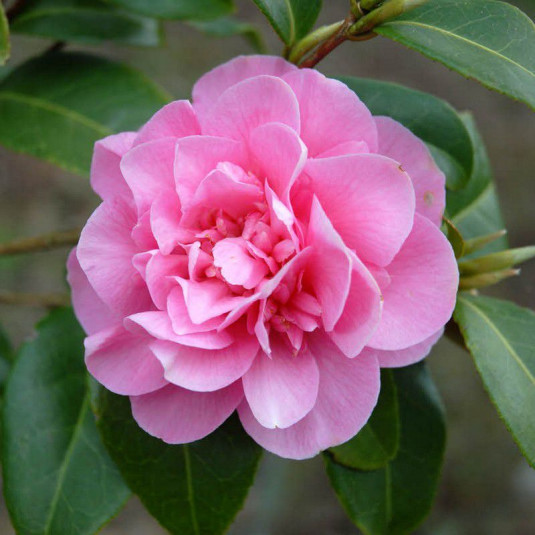 Camellia williamsii 'Debbie' - Vente Camélia d'hiver rose fuschia