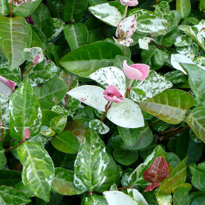 Trachelospermum asiaticum 'Tricolor' - Vente Jasmin étoilé nain tricolore