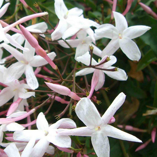 Jasmin blanc - Jasminum officinalis - grimpante pour terrain sec