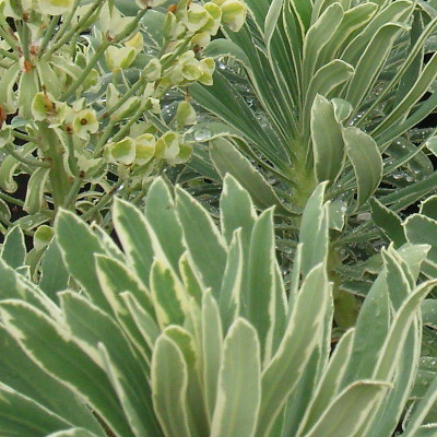 Euphorbia 'Glacier Blue'® - Vente Euphorbe panachée bleu