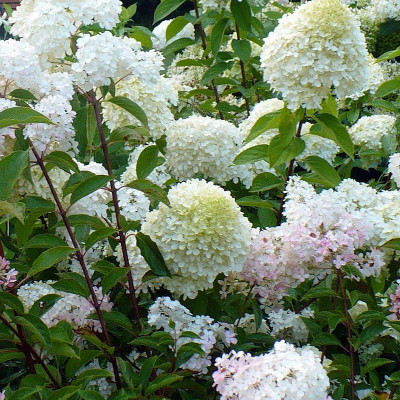 Hydrangea paniculata 'Silver Dollar' - Vente Hortensia arbustif blanc