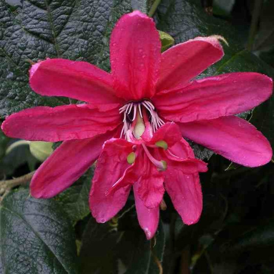 Fleur de la passion rose - Vente Passiflora 'Pink Passion'®