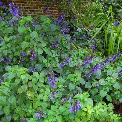 Salvia guaranitica Black and Blue - Vente Sauge automne nore et bleue