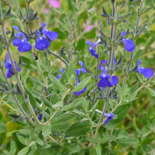 Salvia microphylla 'Blue Monrovia' - Vente Sauge bleue arbustive