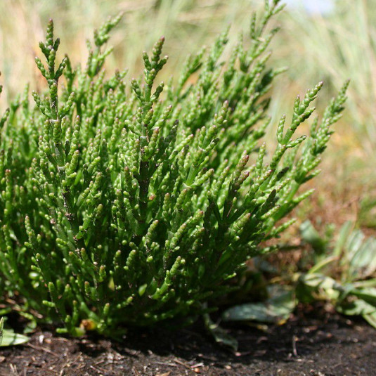 Salicorne comestible - Salicornia europaea - Vente Cornichon de mer