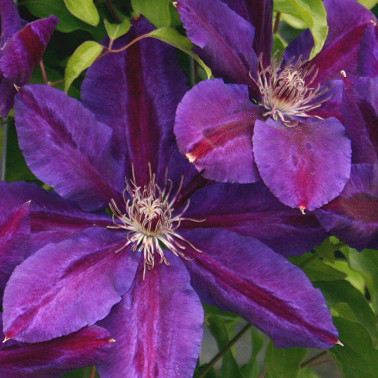 Clematis 'Wildfire' - Vente Clématite fleurs violettes médiane pourpre