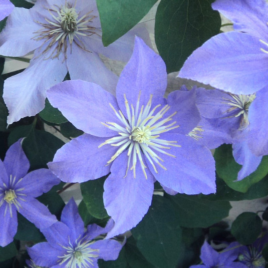 Clematis 'Justa' - Vente Clématite à grandes fleurs bleue claire