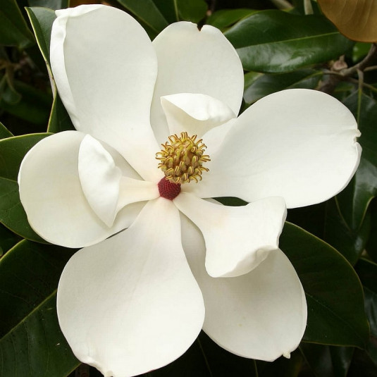 Magnolia grandiflora 'Gloriosa' - Vente Magnolia persistant à grande fleur  blanche