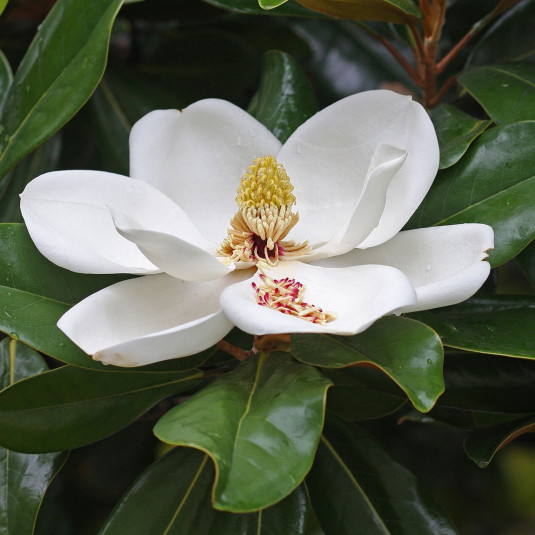 Magnolia grandiflora 'Purpan' - Vente Magnolia persistant d'été florifère