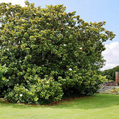 Magnolia grandiflora 'Goliath' - Vente Magnolia persistant d'été odorant