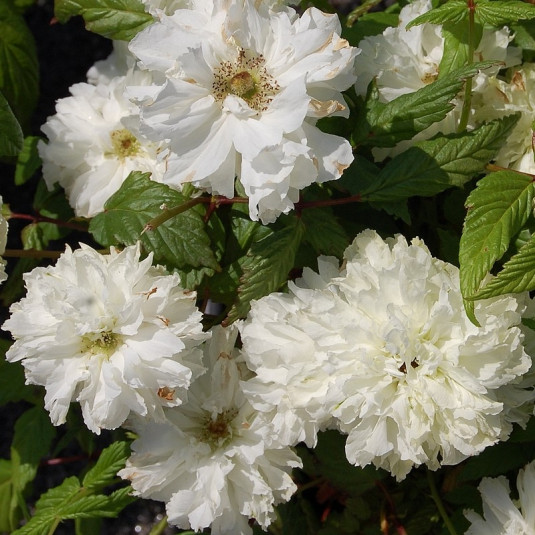 Rubus rosifolius 'Coronarius' - Vente Framboisier fleurs de rose