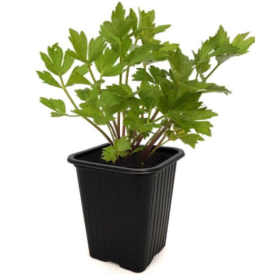 Pots Herbes Plantes D'intérieur Plateau | Cultivez des Herbes Fraîches Chez  Vous | Kit Plantes Aromatique Interieur | Jardinières Galvanisées