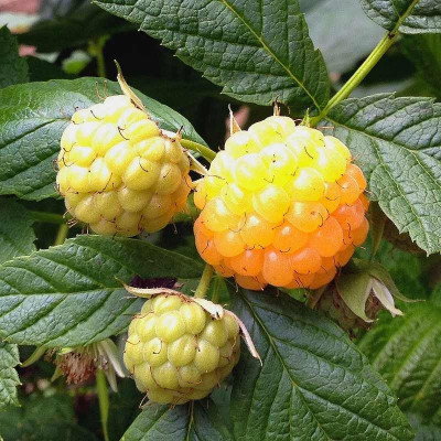 Framboisier d'automne jaune - Vente Rubus idaeus 'Golden Everest'