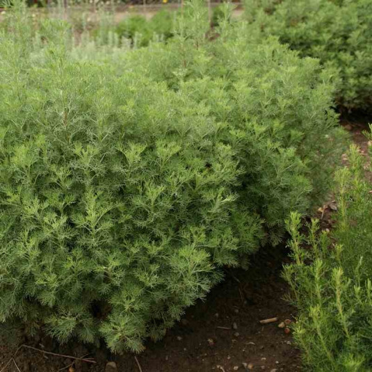 Plante Cola - Vente Artemisia abrotanum 'Maritima'