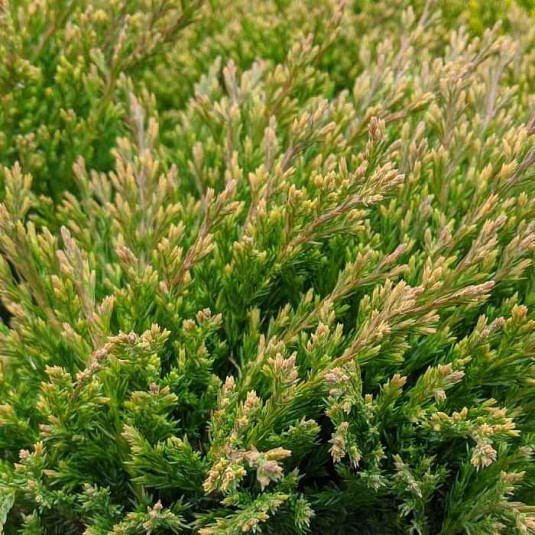 Juniperus horizontalis 'Andorra Compact' - Genévrier d'Andorre rampant