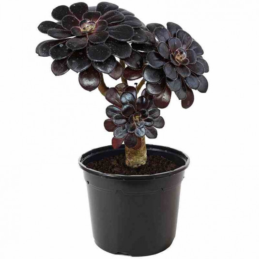 Chou en arbre noir - Vente Aeonium arboreum 'Schwarzkopf'
