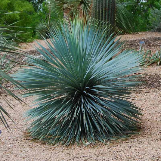 Yucca 'Sapphire Skies'® bleu - Achat arbustes à petit prix