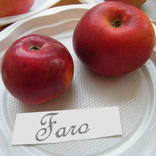 Pommier ancien à pommes rouges - Vente Malus communis 'Faro'