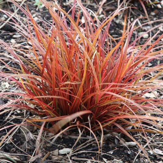 Uncinia rubra 'Everflame' - Graminée rouge - Vente Herbe de feu