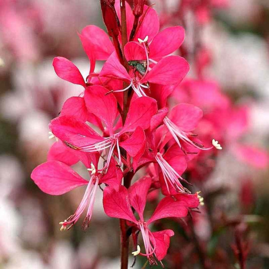 Vente Gaura 'Red Color' à fleurs rouges