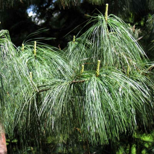 Pin pleureur de l'Himalaya - Vente Pinus wallichiana griffithii