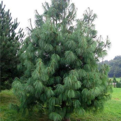 Pin pleureur de l'Himalaya - Vente Pinus wallichiana griffithii