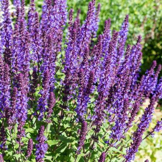 Sauge des bois violette - Vente Salvia nemorosa 'Senior'