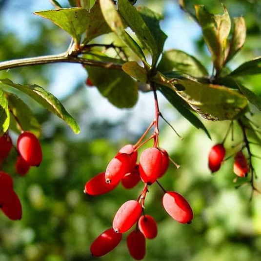 Epine-vinette à fruits rouges comestibles - Vente plant Berberis vulgaris