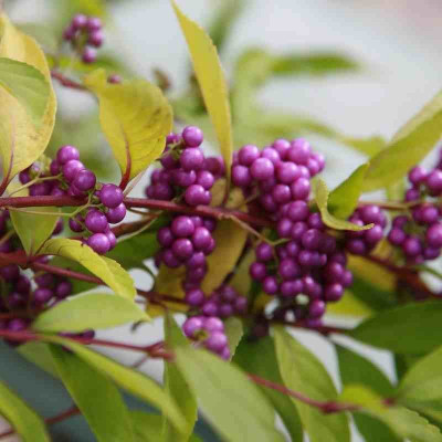 Callicarpa bodinieri 'Profusion' - Vente Arbuste aux bonbons violet
