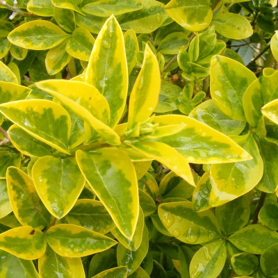 Arbustes à feuilles panachées - Pépinière en ligne