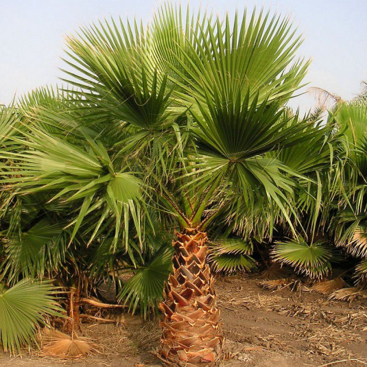 Palmier du Mexique - Vente Washingtonia robusta