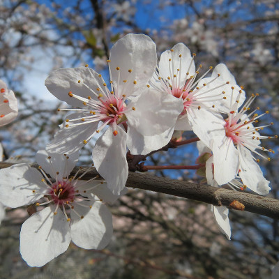 Merisier des oiseaux - Prunus avium - Vente Cerisier sauvage