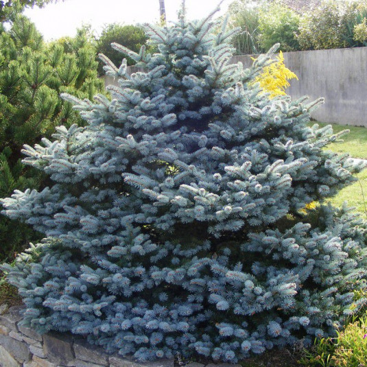 Sapin bleu - Picea pungens 'Koster' - Vente Epicéa du Colorado