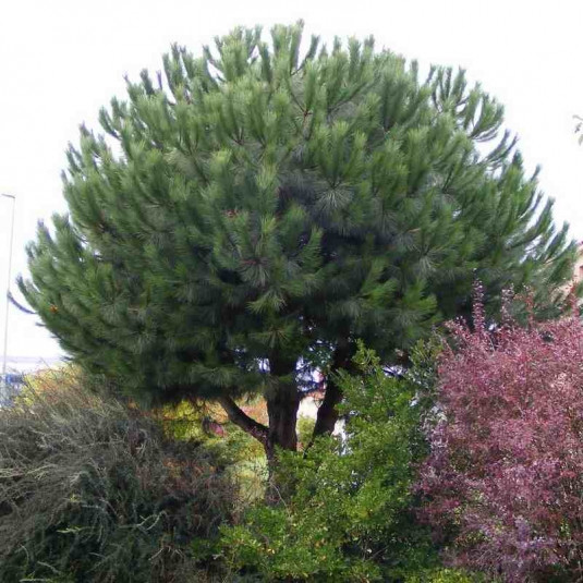 Pin parasol - Pin à pignons - Vente Pinus pinea