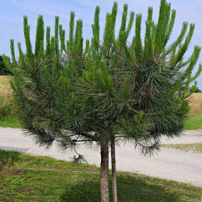 Pin parasol - Pin à pignons - Vente Pinus pinea