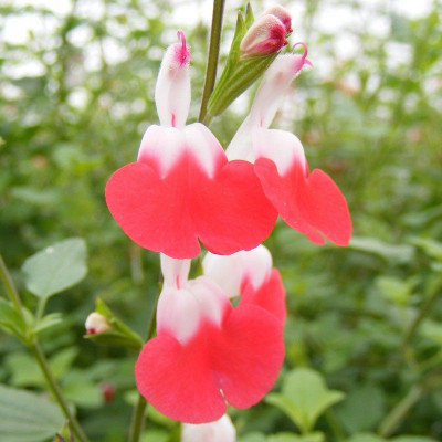 Salvia microphylla 'Little kiss' - Vente Sauge rouge et blanche bicolore