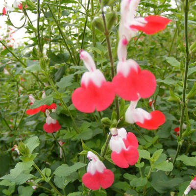 Salvia microphylla 'Hot Lips' - Vente Sauge rouge et blanche bicolore