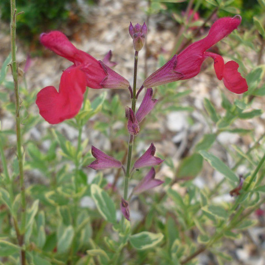 Salvia greggii 'Caramba' - Vente Sauge panachée rouge