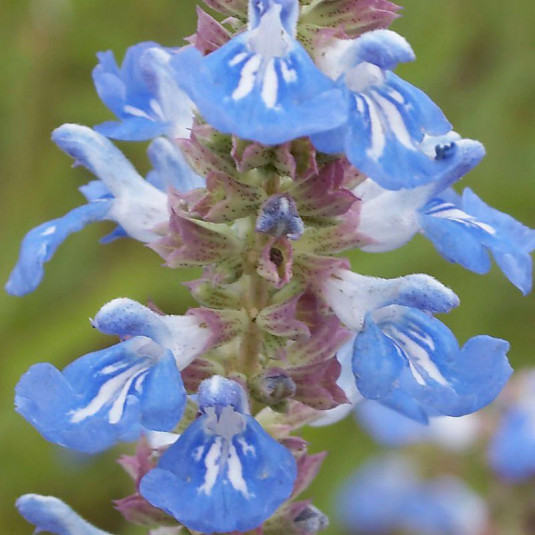 Salvia uliginosa - Sauge bleue des marais