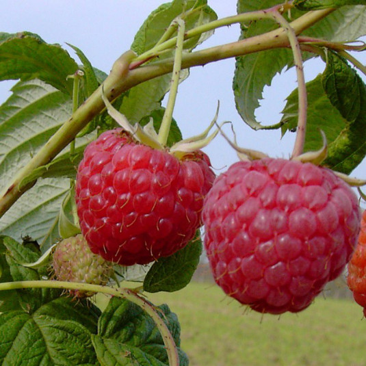Framboisier remontant - Vente Rubus idaeus 'Zéva'