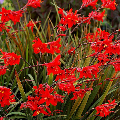 Vivaces à fleurs rouges - Vente plantes et arbustes