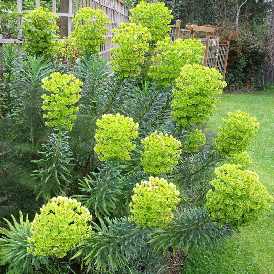 Euphorbia characias 'Wulfenii' - Vente Euphorbe des Vallons