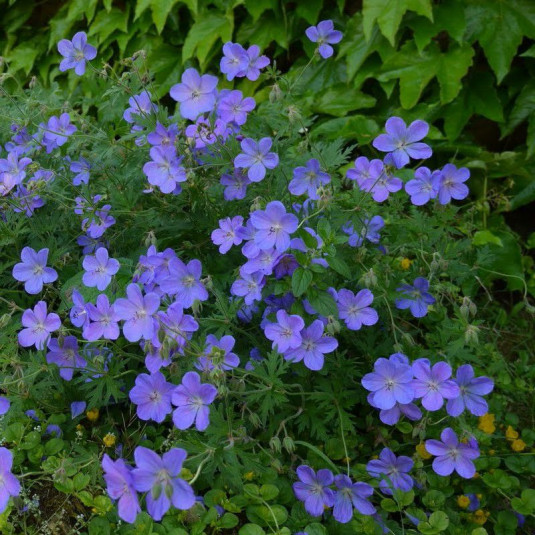 Geranium 'Johnson's Blue' - Vente Geranium vivace bleu