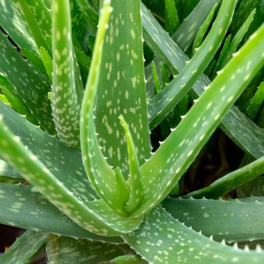 Aloe vera - Acheter Plant Aloe barbadensis pas cher