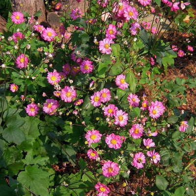 Anemone hupehensis 'Pamina' - Vente Anémone du Japon rose