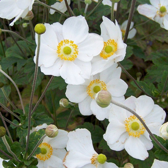 Anemone hybrida 'Honorine Jobert' - Vente Anémone du Japon blanche